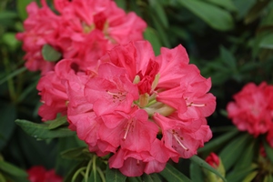 Rhododendron Ana